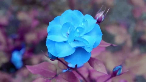 Blue flower on a blurred background. Movement in the wind. 4k Stock Footage 166851875