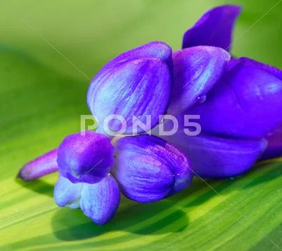 Blue flower bud on leaf Stock Photos