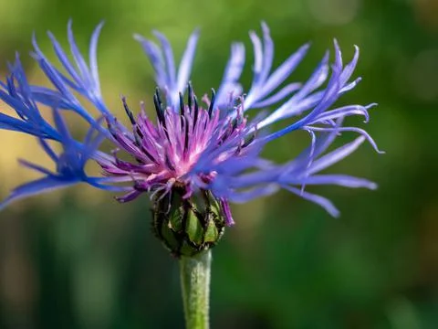 Blue flower button bachelor, close-up Stock Photos