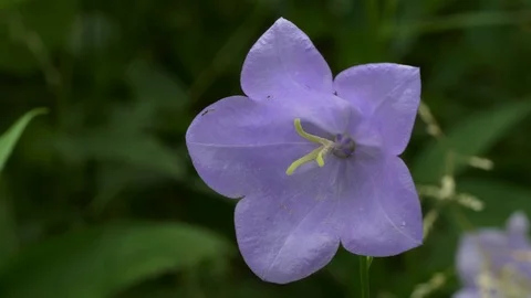 Blue Flower Campanula Stock Footage 78463087