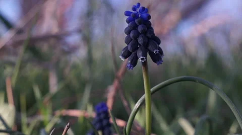 Blue flower close-up Stock Footage 36501468