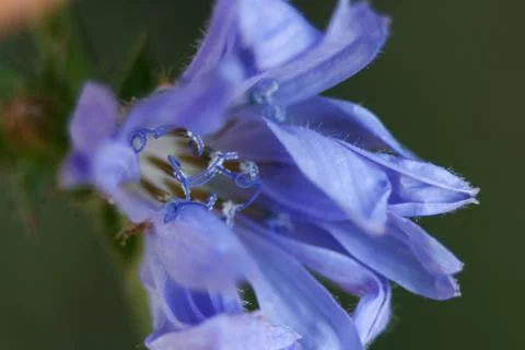 Blue flower close-up Stock-Fotos