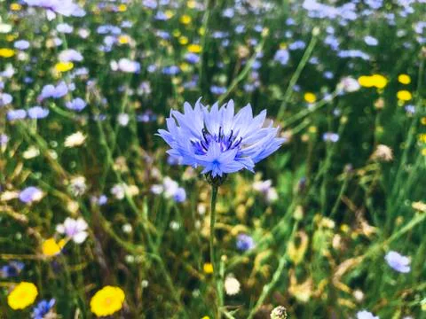 The blue flower. Close-up Stock Photos