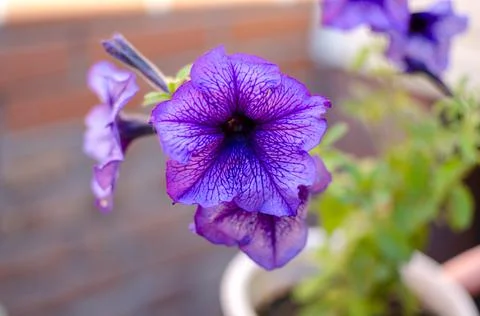 Blue flower close-up Stock Photos