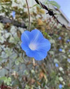 Blue Flower Close-up Stock Photos