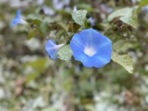 Blue Flower Close-up Stock Photos