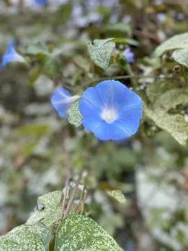 Blue Flower Close-up Stock Photos