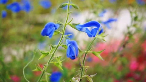 Blue flower in the closeup Stock Footage 118229692