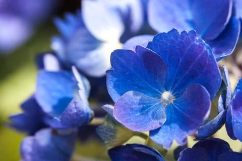Blue flower closeup Stock Photos