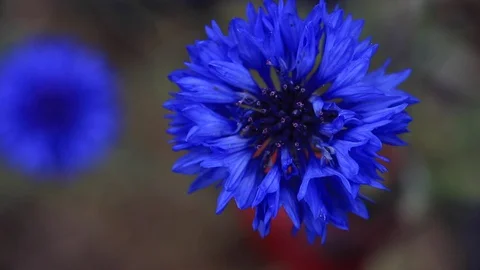 Blue Flower CloseUp in the Wind Stock Footage 128045194