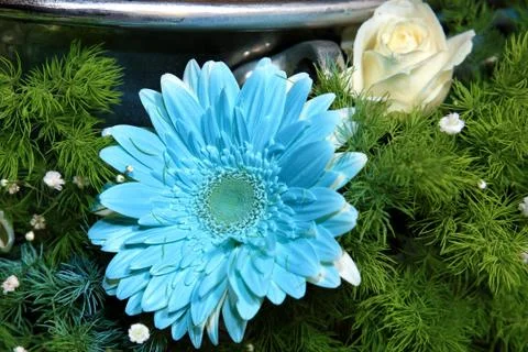 Blue flower composition Stock Photos