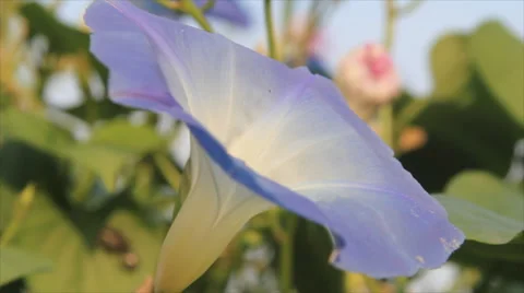 Blue flower convolvulus closeup view Stock Footage 67796673