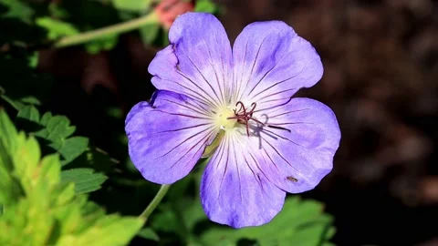 Blue flower Cranesbill Geranium, close up Stock Footage 180462533