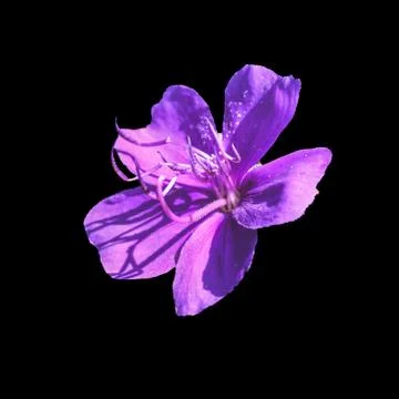 Blue flower  in the dark background Stock Photos