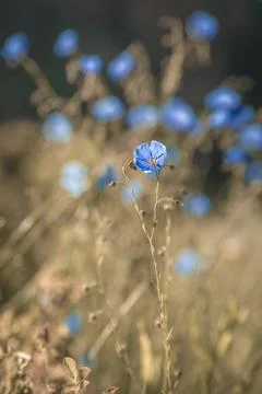 Blue flower in a field. Stock Photos