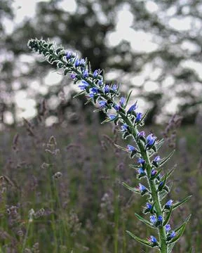Blue flower in field Stock Photos