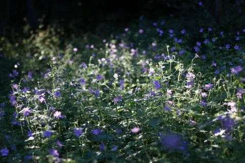 Blue flower fields Stockfoto's
