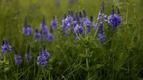 Blue flower fields in the Russia Stock Footage 77996325