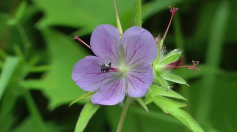 Blue flower Видео 8664220