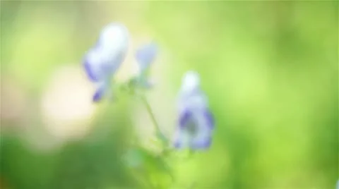 Blue flower Stock Footage 10709170