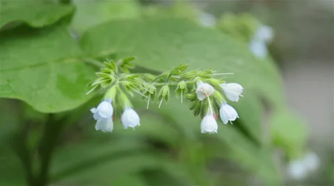 Blue flower Stock Footage 27788806