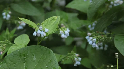 Blue flower 動画素材 27789206