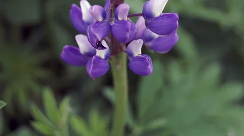 Blue flower Stockbeeldmateriaal 39306789