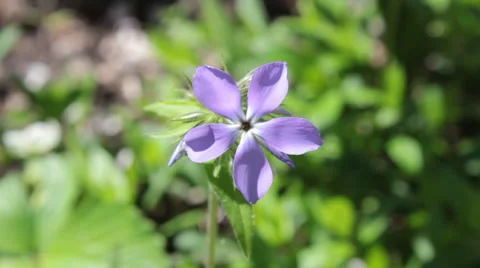 Blue Flower Stock Footage 49994976