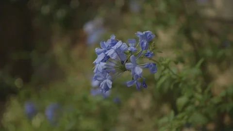 Blue Flower Stock Footage 71136437