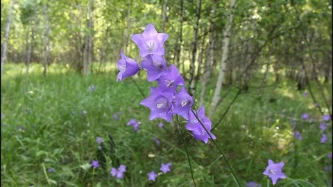 Blue flower in a forest glade Video stock 77603225