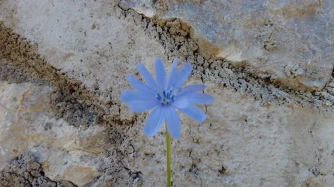 Blue flower in front of stone wall 4K Stockbeeldmateriaal 165140615