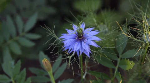 Blue flower in the garden cornflower Stock Footage 33732572