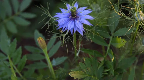 Blue flower in the garden cornflower Video stock 33732625