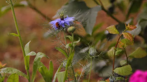 Blue flower in a garden Stock Footage 25635656