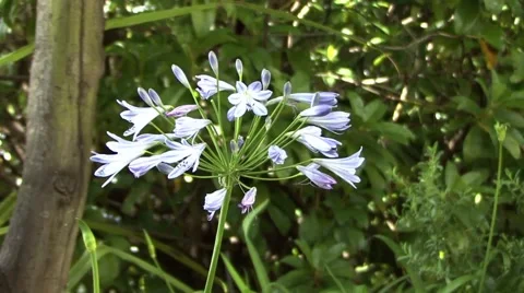 Blue Flower in the garden 스톡 동영상 51969392