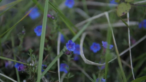 Blue Flower in the Garden Stock Footage 135843435