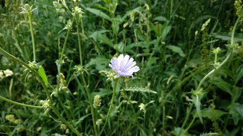 Blue flower in the grass in the forest Stock Footage 133996921