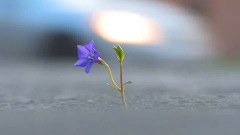 A blue flower grows through cracks in the city asphalt, cars are passing by  Stock Footage 152968066