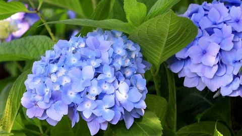 Blue flower Hydrangea On Leaves Stockbeeldmateriaal 146803288