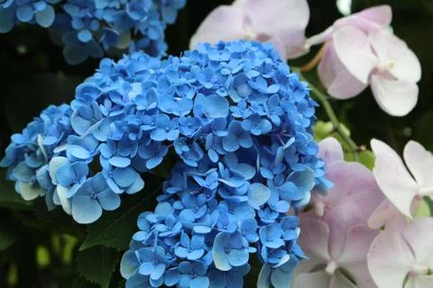 Blue Flower Hydrangea Stock Photos