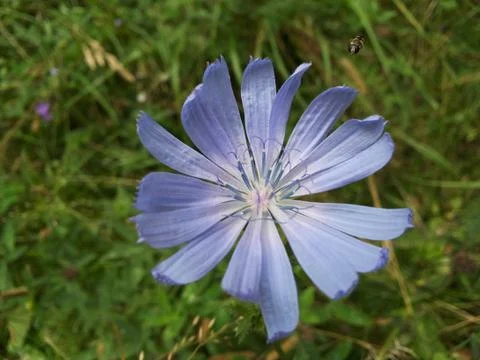 Blue flower with insect Foto stock