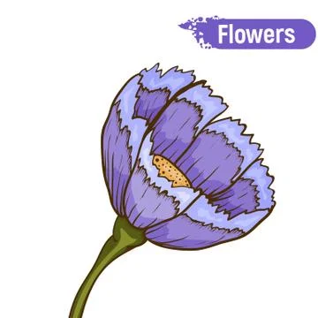 Blue flower isolated Иллюстрация
