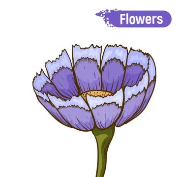 Blue flower isolated イラスト素材