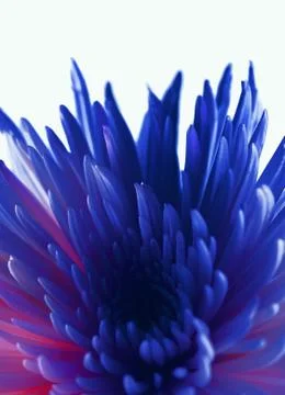 Blue flower macro image 库存照片