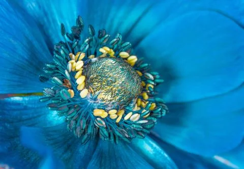 Blue flower macro Stock Photos