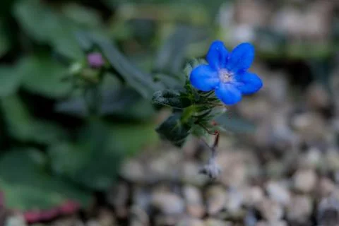 Blue flower macro Stock Photos