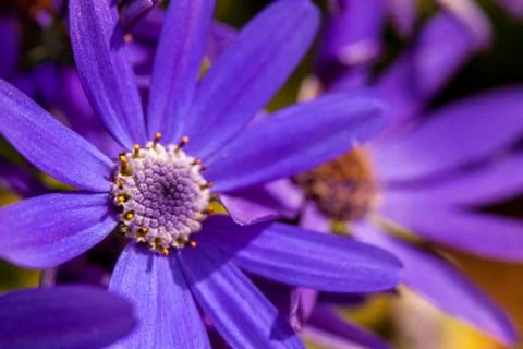 Blue flower macro Stock Photos