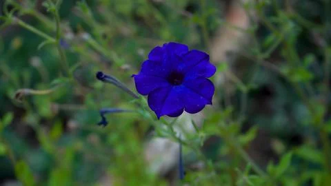 The Blue Flower Magic Stock Photos