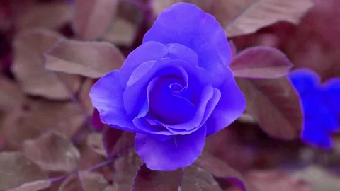 The blue flower is moving. Stock Footage 167366078