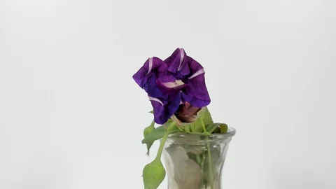 Blue flower in nature. Stock Footage 93304877